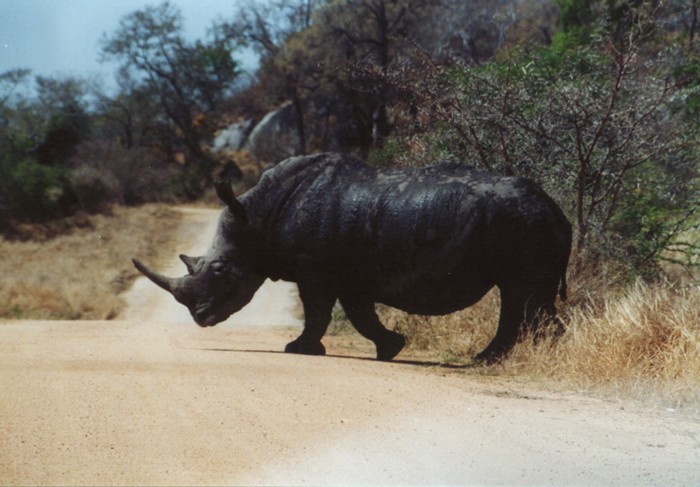 White Rhino, Kruger NP, Mpumalanga