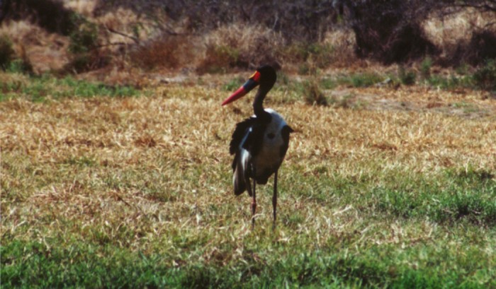 Sadlback....., Kruger NP, Mpumalanga