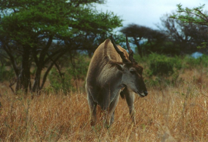 Eland, Hluhluwe Umfolozi Game Reserve