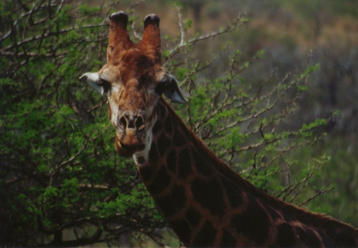 Giraffe, Hluhluwe Umfolozi Game Reserve