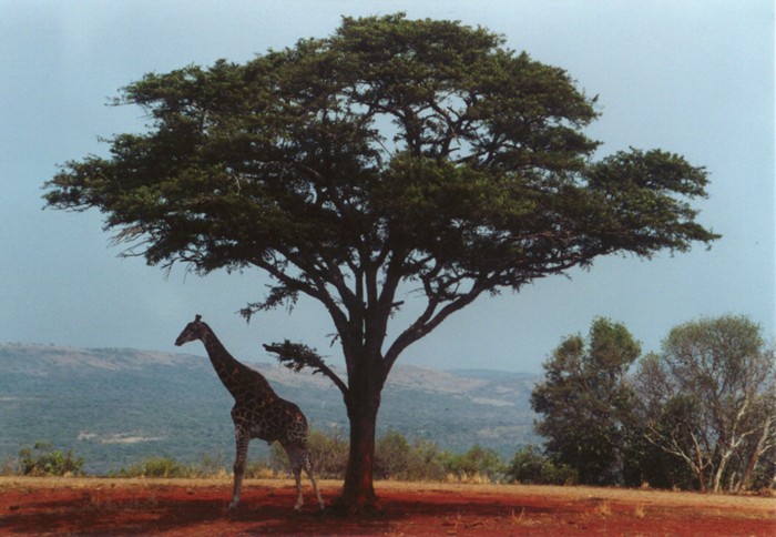 Giraffe, Hluhluwe Umfolozi Game Reserve