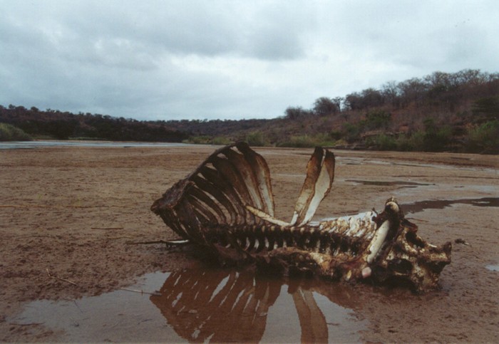 Skeleton in black Umfolozi River, Hluhluwe Umfolozi Game Reserve