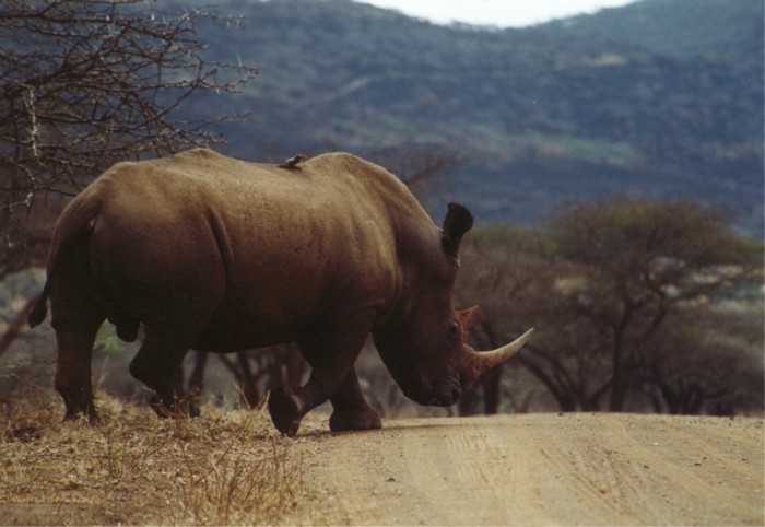 White Rhino, Hluhluwe Umfolozi Game Reserve