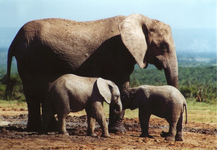 African Elephants, Addo Elephant NP, Eastern Cape