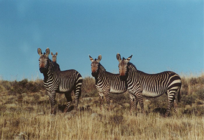 Mountain Zebra's, Mountain Zebra NP, Eastern Cape