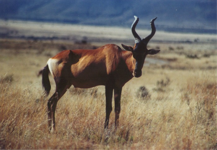 Red Hartebeast, Mountain Zebra NP, Eastern Cape