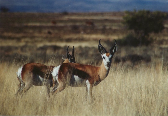 Springbok, Mountain Zebra NP, Eastern Cape