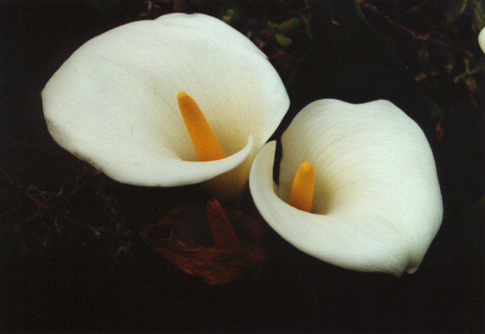 Anthurium, Tsitsikamma Coastal NP, Eastern Cape