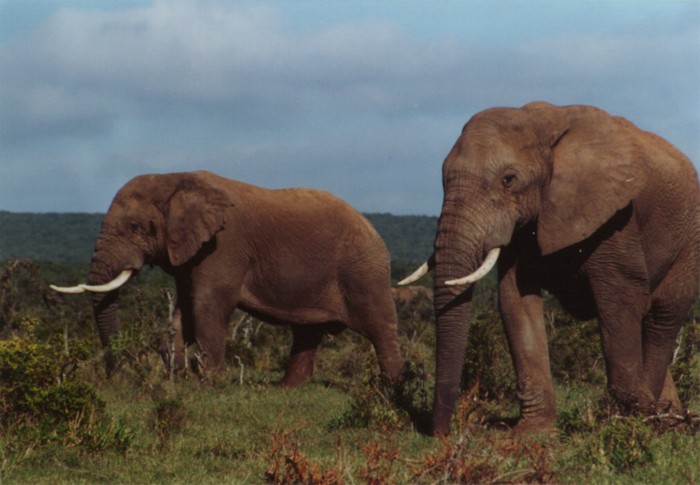 African Elephants (bull), Addo Elephant NP, Eastern Cape