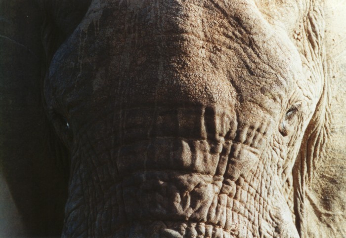 Close Up African Elephant, Addo Elephant NP, Eastern Cape