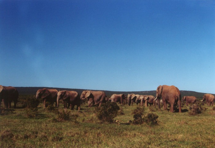 African Elephants, Addo Elephant NP, Eastern Cape