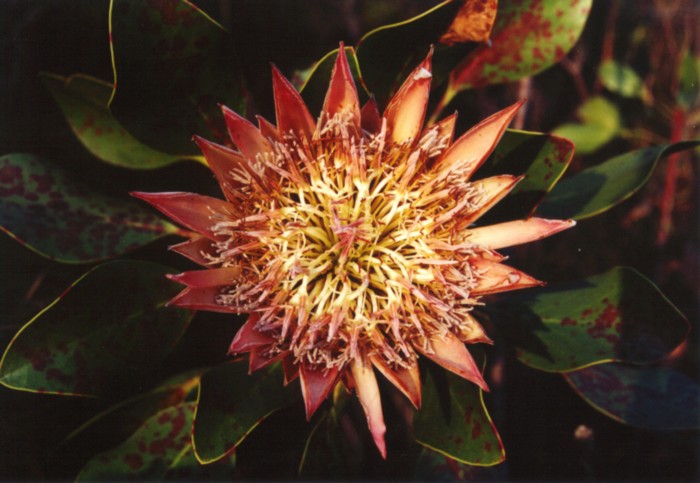 Protea, Tsitsikamma Coastal NP, Eastern Cape