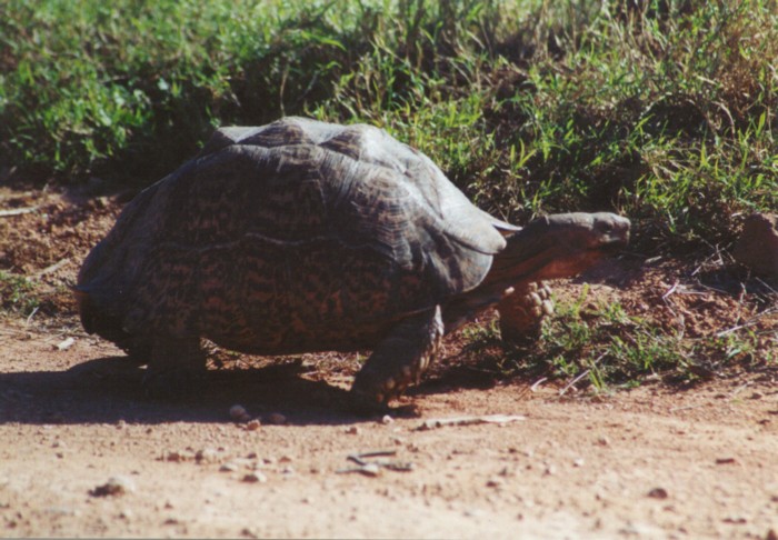 Tortoise, Addo Elephant NP, Eastern Cape