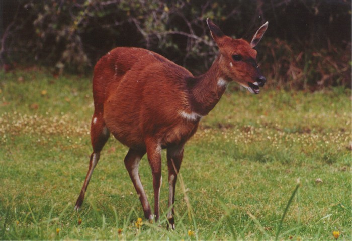 Deer??, Tsitsikamma Coastal NP, Eastern Cape