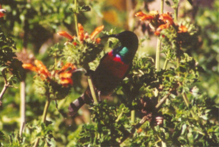 Honeybird, City Park of Mossel Bay, Western Cape