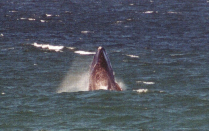 Southern Right Whale, Hermanus, Western Cape