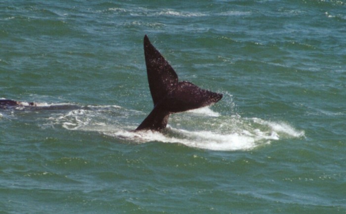 Southern Right Whale, Hermanus, Western Cape