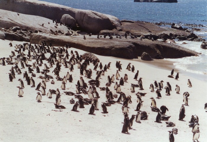 African pinguins or Jackass pinguins at Boulders Beach, Cape peninsula