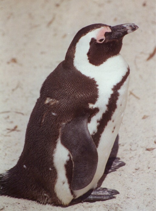 African or Jackass pinguin at Boulders Beach, Cape peninsula