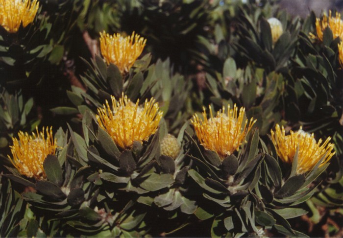 Protea besides the road on Table Mountain