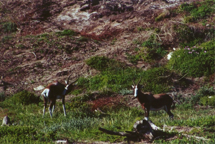 Bontebok, Cape of Good Hope Nature Reserve