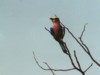 Lilac-breasted Roller, Kruger NP, Mpumalanga