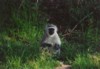 Vervet Monkey, campground Aventura Eco Blydepoort, Mpumalanga