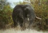 African Elephant (bull), Kruger NP, Mpumalanga