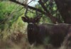 Nyala (male), Kruger NP, Mpumalanga