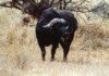 African Buffalo, Kruger NP, Mpumalanga