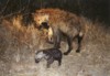 Spotted Hyaena, Kruger NP, Mpumalanga