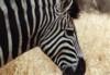 Burchell's Zebra, Kruger NP, Mpumalanga