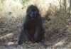 Chacma Baboon, Kruger NP, Mpumalanga