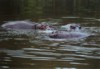 Hippopotamus, Mlilwane Wildlife Sanctuary, Swaziland