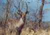 Waterbuck, Kruger NP, Mpumalanga