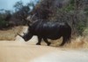 White Rhino, Kruger NP, Mpumalanga