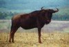 Blue Wildebeast, Mlilwane Wildlife Sanctuary, Swaziland