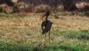 Sadlback....., Kruger NP, Mpumalanga