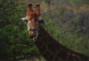 Giraffe, Hluhluwe Umfolozi Game Reserve