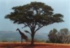 Giraffe, Hluhluwe Umfolozi Game Reserve