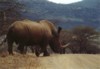 White Rhino, Hluhluwe Umfolozi Game Reserve