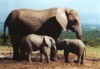 African Elephants, Addo Elephant NP, Eastern Cape