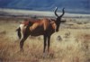 Red Hartebeast, Mountain Zebra NP, Eastern Cape