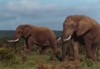 African Elephants (bull), Addo Elephant NP, Eastern Cape