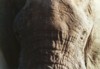 Close Up African Elephant, Addo Elephant NP, Eastern Cape