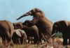 African Elephants, Addo Elephant NP, Eastern Cape