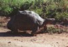 Tortoise, Addo Elephant NP, Eastern Cape