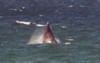 Southern Right Whale, Hermanus, Western Cape