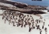 African pinguins or Jackass pinguins at Boulders Beach, Cape peninsula