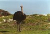 Ostrich, Cape of Good Hope Nature Reserve